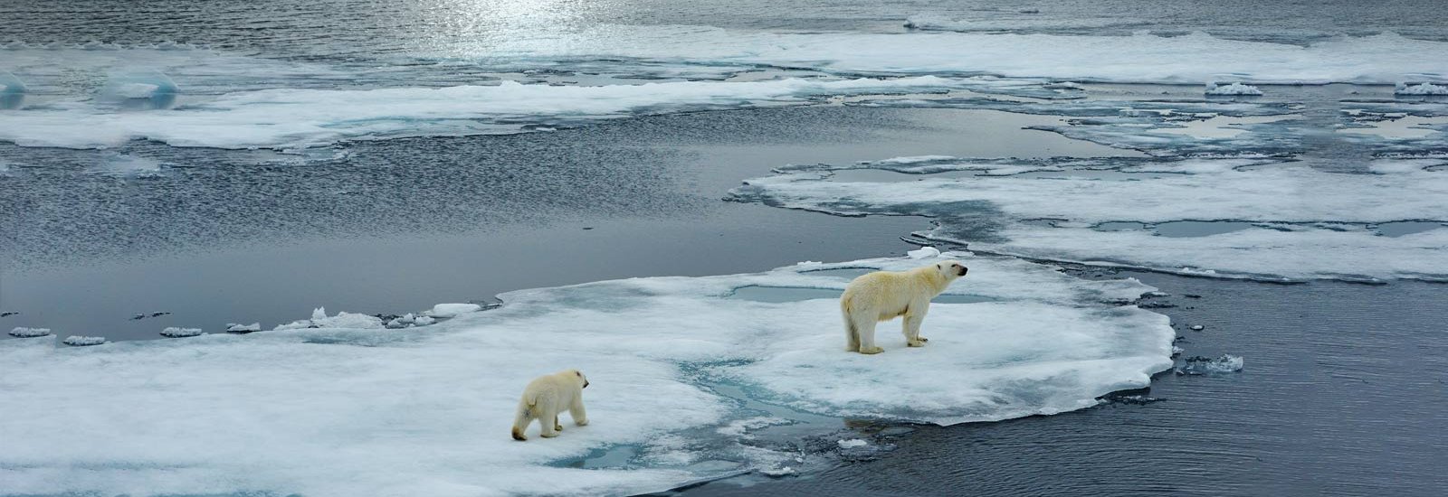 Svalbard Express | Ocean Albatros