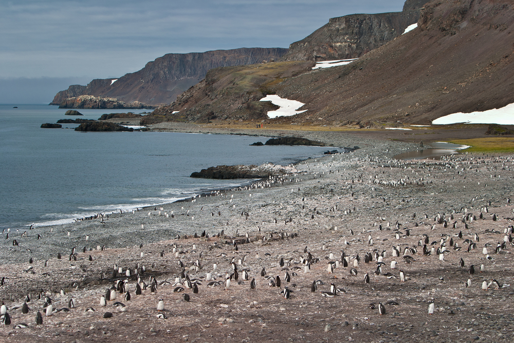 penguins on rocky beach south shetland