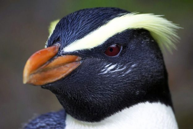Fiordland Penguin. 