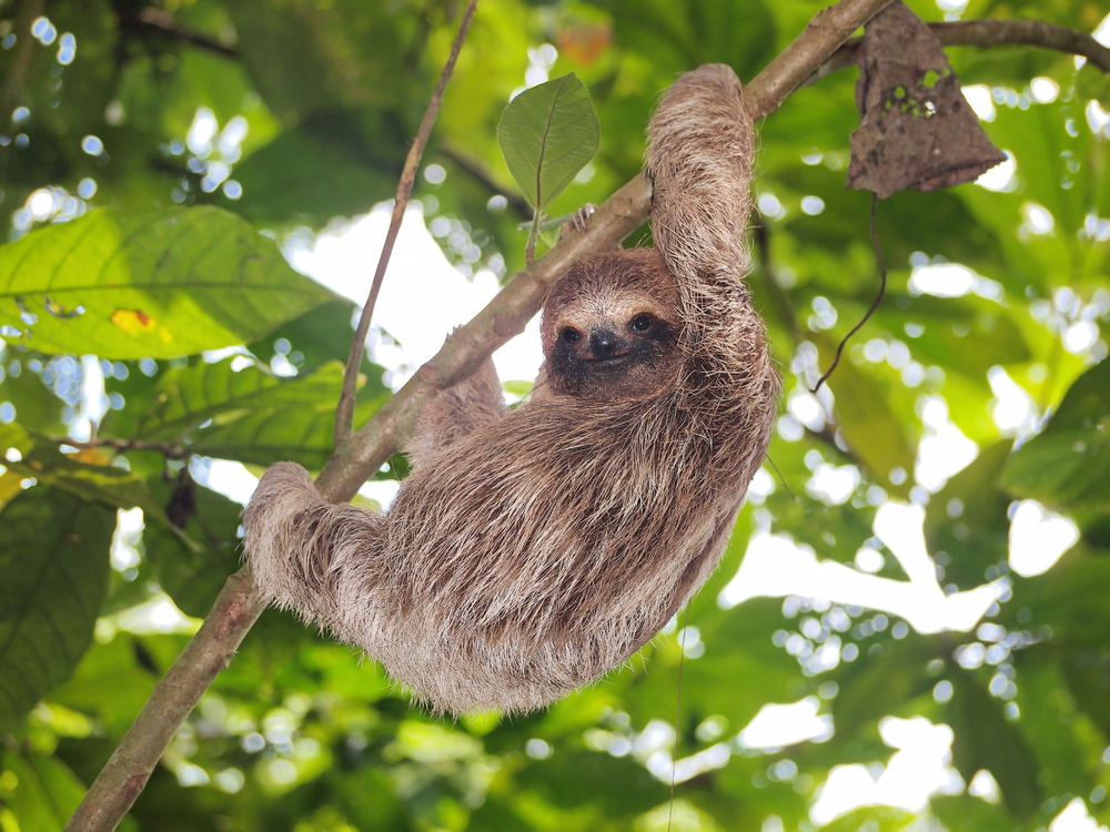 Bradypus sloths in tree Wildlife of the Panama Canal