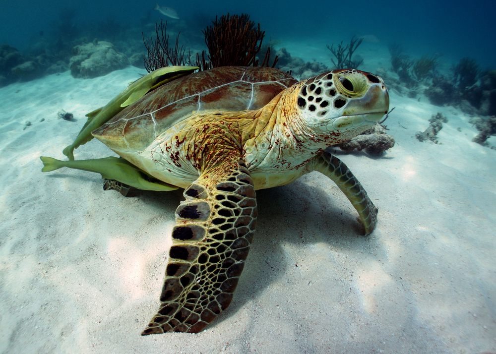The Green Sea Turtle in Akumal, Riviera Maya, Mexico
