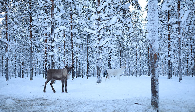 A reindeer in a forest in Finland
