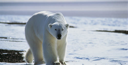 Bear Island & Svalbard: Days 11-14