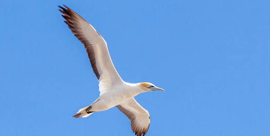 At Sea, Drake Passage - Day 3-4