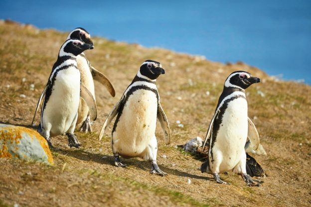 Magellanic Penguin Species