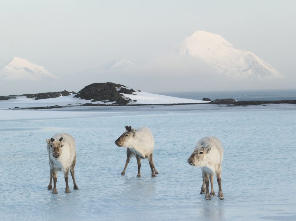 Arctic Animals - wild reindeer