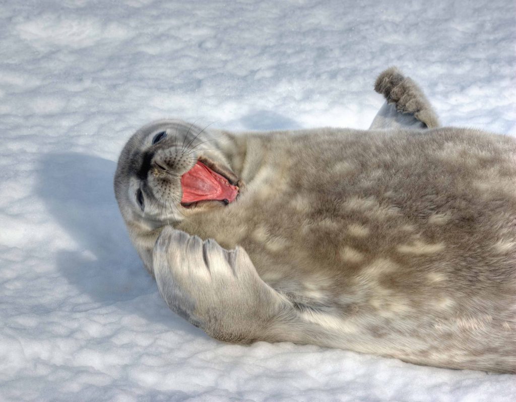 seal with open mouth laying on the snow