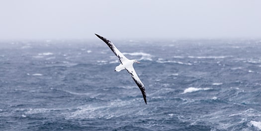 At Sea crossing the Drake Passage Day 8 & 9