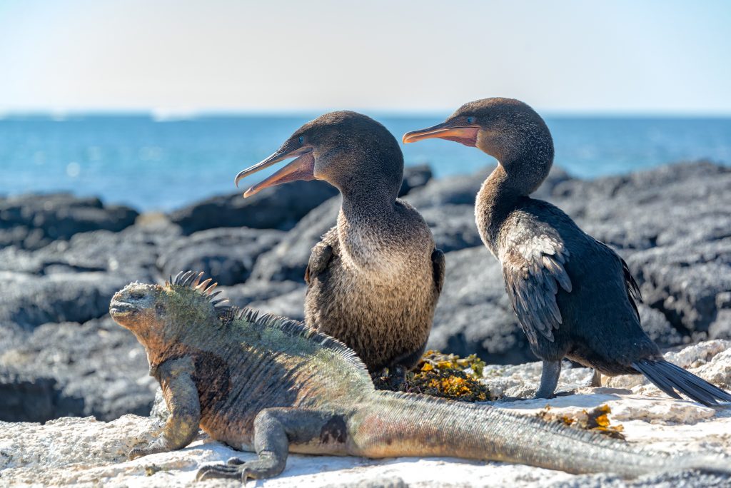 Two flightless cormorants and a marine iguana on Fernandina Island in the Galapagos Islands in Ecuador