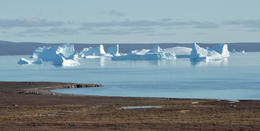 Enormous Bergs & Arctic Hares