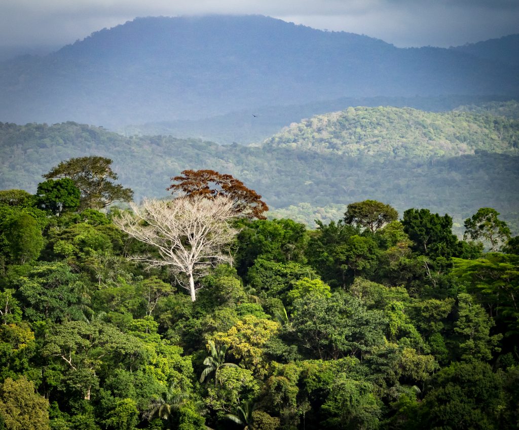 Surama Mountain - Views around Guyana's Interior and rainforest. Photo Credit: Shutterstock