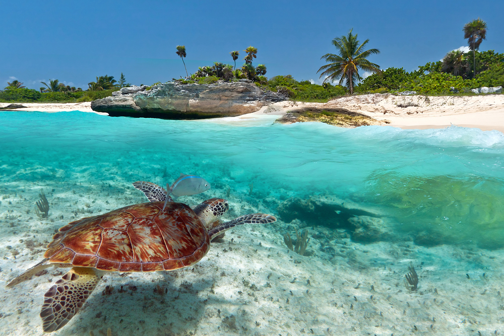 National Green Turtle in Mexico