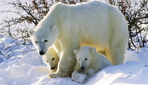 Polar bear with 2 cubs in the snow