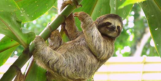 Sloth & Volunteer Experience at Wildlife Centre