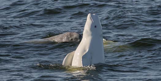 Ungava Bay: Days 5 & 6