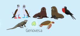 Wildlife of Genovesa Island of the Galapagos Islands