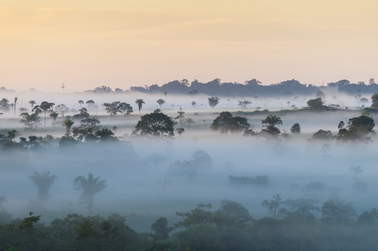 trees with fog amazon brazil