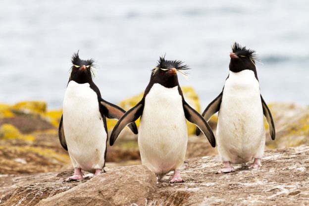 Rockhopper Penguins.