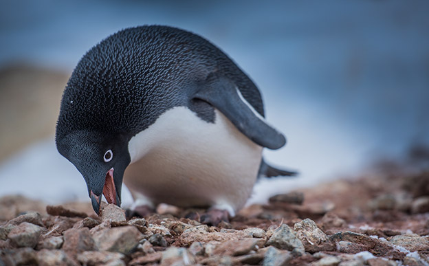 Adelie Penguin picks up a rock in Antarctica. Antarctica Animals.