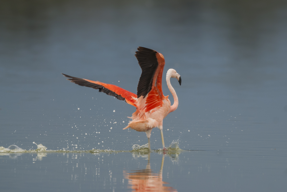The Chilean Flamingo at the Pampa in Argentina.