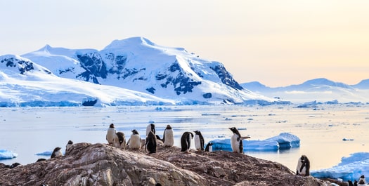West Antarctic Peninsula - Day 8 to 11