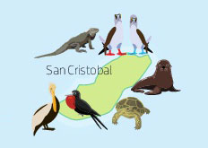 Wildlife of San Cristobal Island in the Galapagos Islands