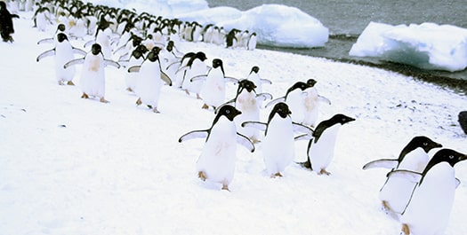 Antarctic Peninsula - Day 8 to 9