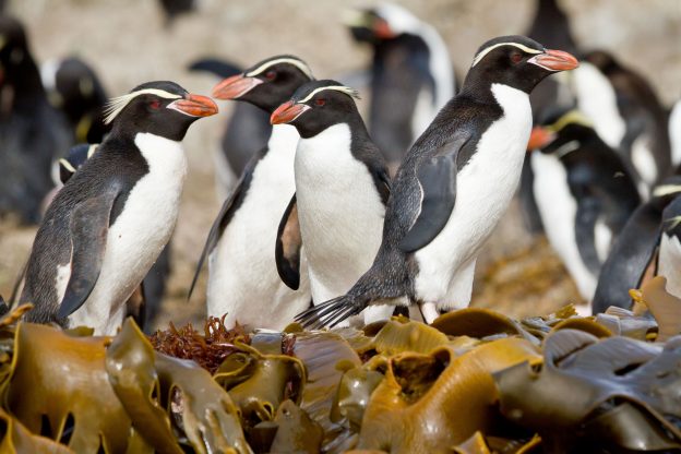 Snares crested penguins.