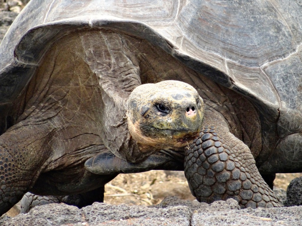 Giant Tortoise on the Galapagos Islands, part of the Big Five