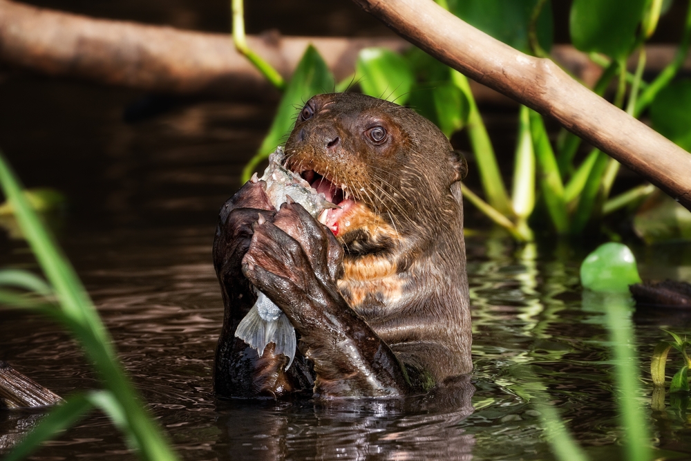 An otter eating fish in the Amazon 