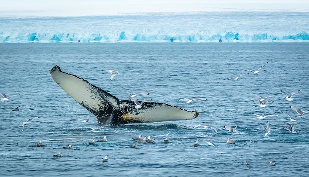 Humpback Whale, East coast of Svalbard, Norway.