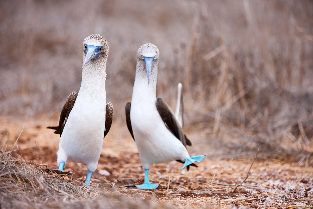Blue-footed boobys.