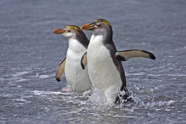 Royal Penguins.