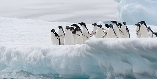 Antarctic Peninsula  - Days 5 to 12