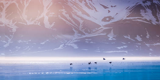 Svalbard - Day 4 & 5