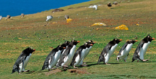 Falkland Islands - New Island & Grave Cove