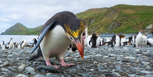 Macquarie Island - Day 6 & 7