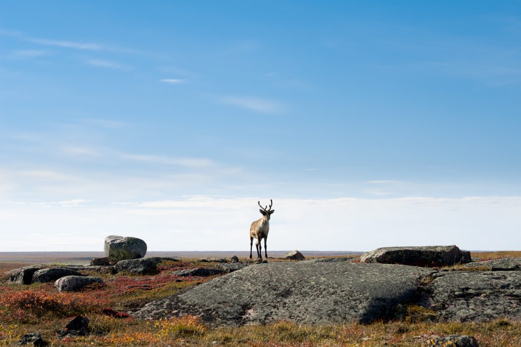 Arctic Animals - Caribou
