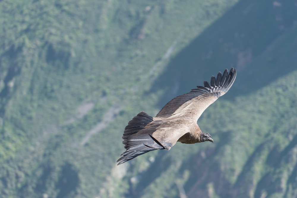 The majestic Andean Condor, one of the largest flying birds in the world, can be spotted in Peru’s Colca Canyon. 