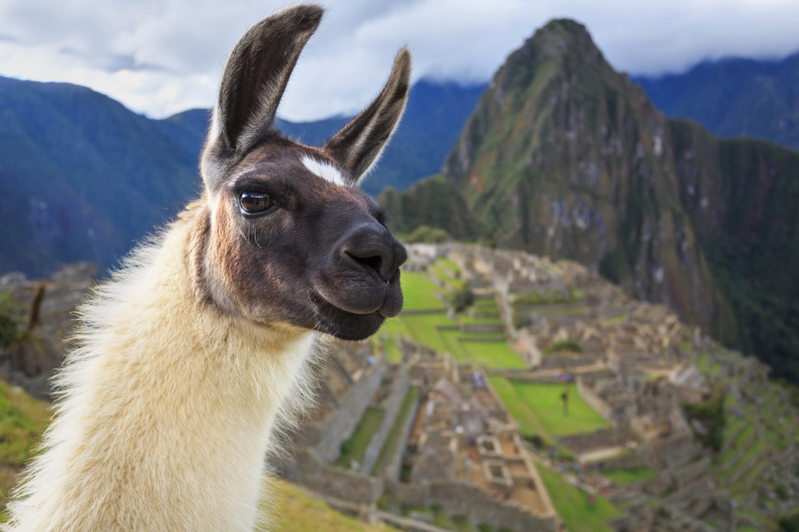 Close up Llama in front of Machu Picchu in Peru