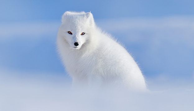 White polar fox in habitat, Svalbard, Norway