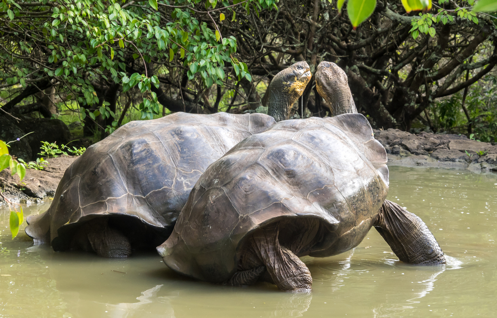 Giant tortoises in the Galapagos. 