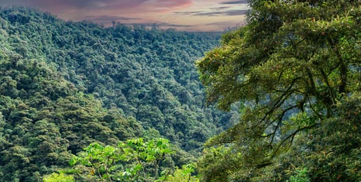 Arrive Bellavista Clud Forest Lodge