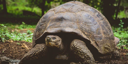 Charles Darwin Station & Disembarkation