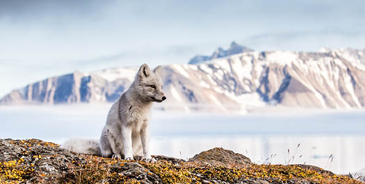Svalbard Archipelago - Day 3 to 11