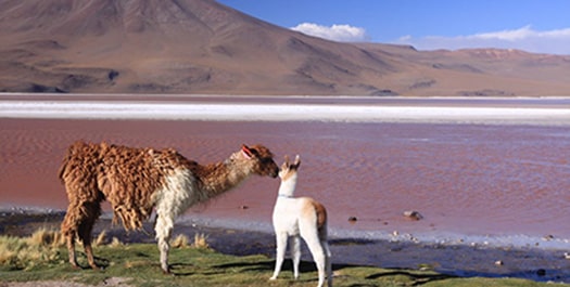 Uyuni Salt Flat to Bolivian Altiplano