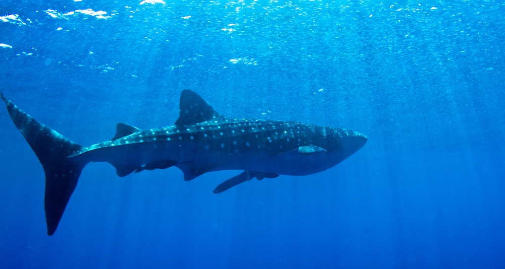 Whale Shark swimming near the surface in Honduras