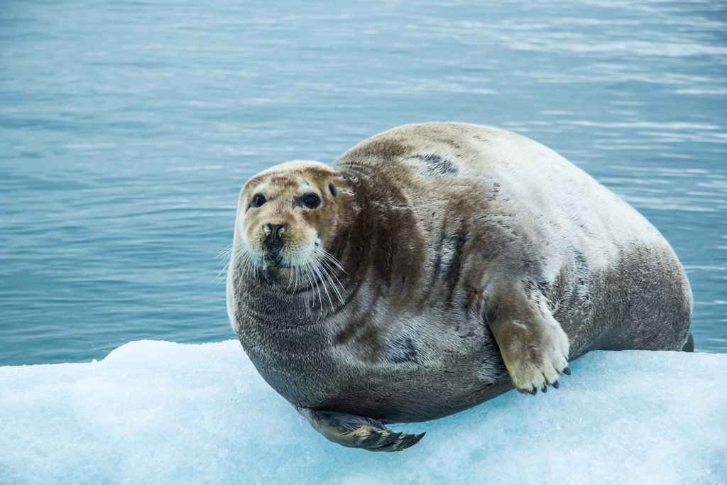 Arctic Animals - Seals