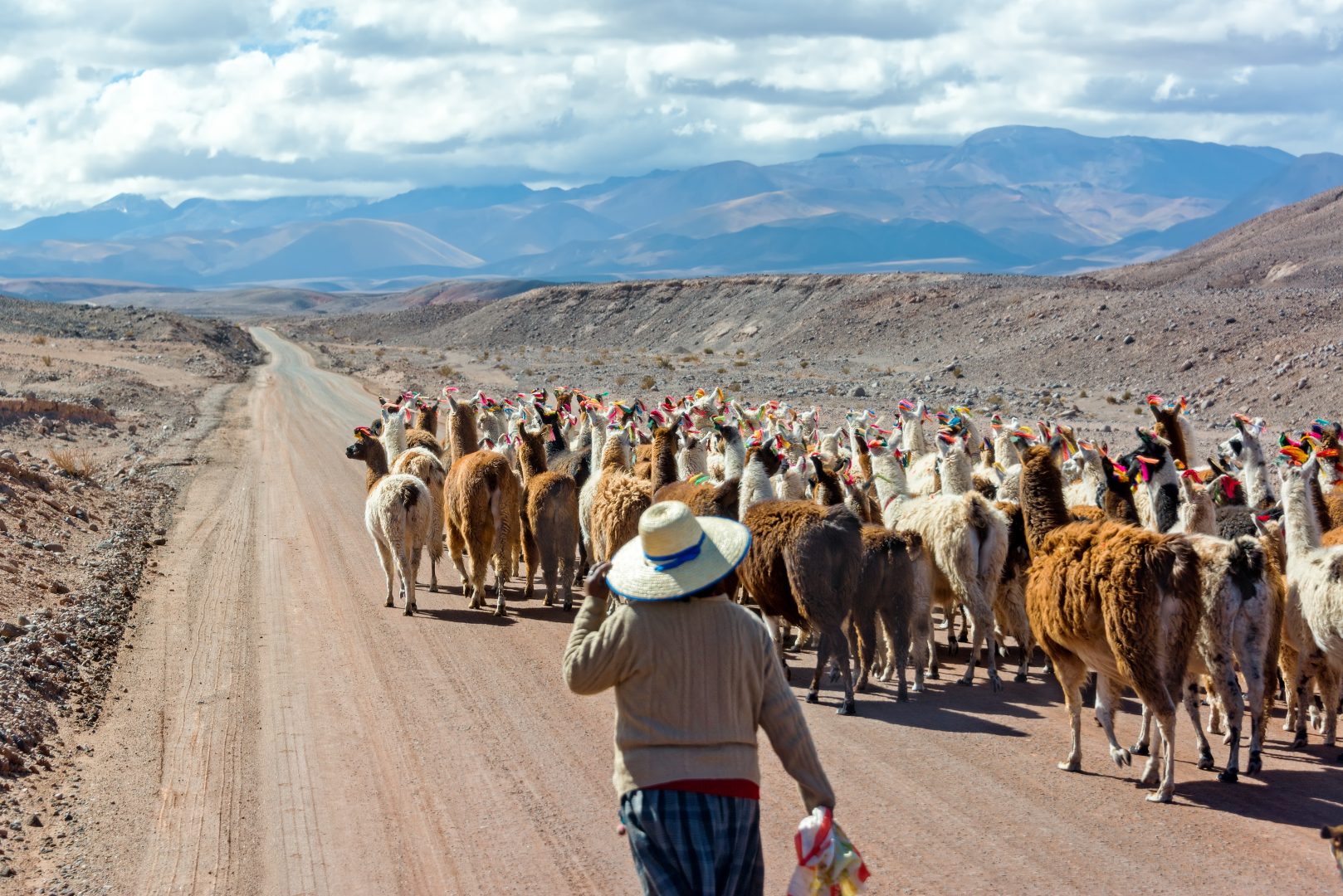 Woman herding llamas on a road near San Pedro de Atacama