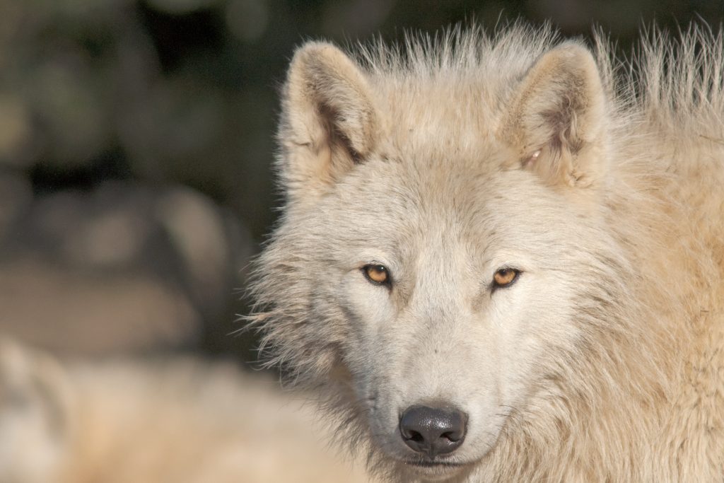 An Arctic wolf close up